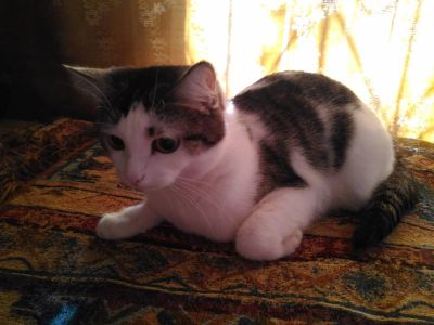 Лот: 15506142. Фото: 1. TOY-кошка 35 см, весом 2.8 кг!. Кошки, котята