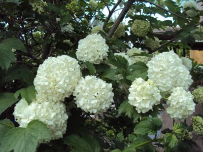 Лот: 4247443. Фото: 1. Бульденеж!. Другое (семена, рассада, садовые растения)