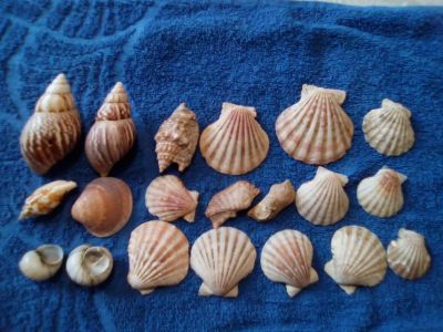 Лот: 14929209. Фото: 1. Ракушки. Грунты, украшения, наполнения