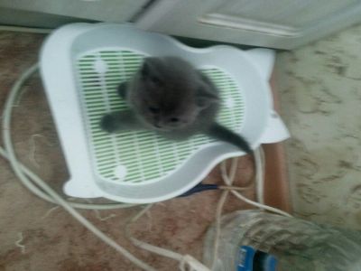 Лот: 12633775. Фото: 1. Британчики.2 девочули и пацан... Кошки, котята