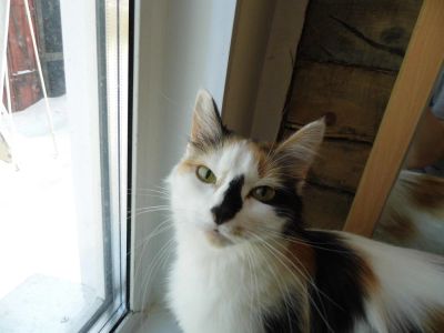 Лот: 6784995. Фото: 1. Кошка трех цветная. Приносит счастье... Кошки, котята