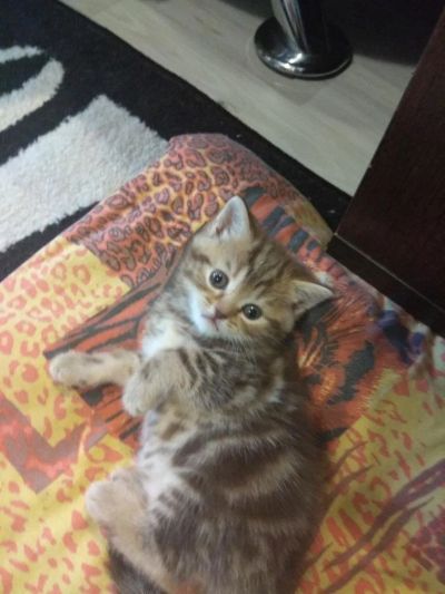 Лот: 11113256. Фото: 1. Шотландцы малыши. Кошки, котята
