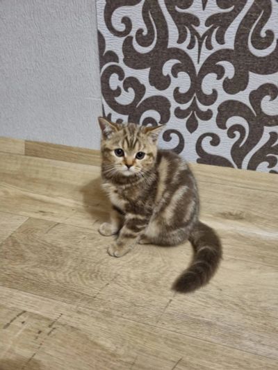 Лот: 19544706. Фото: 1. Кошечки шотландские прямоухие. Кошки, котята