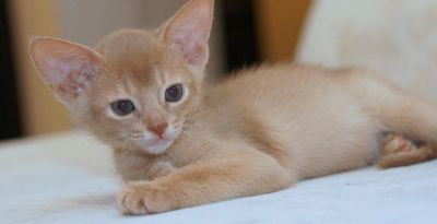 Лот: 7169218. Фото: 1. Абиссинские котята. Кошки, котята