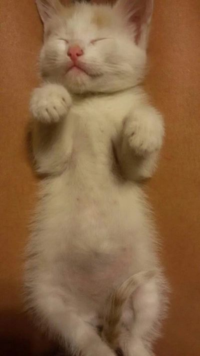 Лот: 7765249. Фото: 1. Котята. Кошки, котята