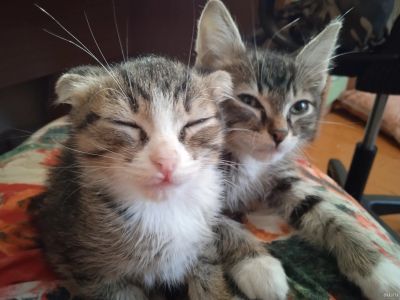 Лот: 18574960. Фото: 1. Котята. Кошки, котята