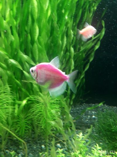 Лот: 13112661. Фото: 1. Тернеция Glo fish. Рыбки