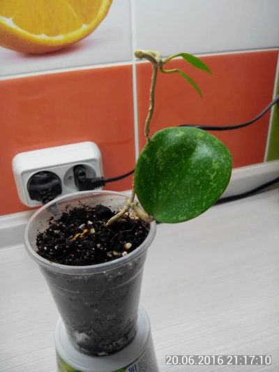 Лот: 7703565. Фото: 1. хойя паразитика лао (Hoya Parasitica... Горшечные растения и комнатные цветы