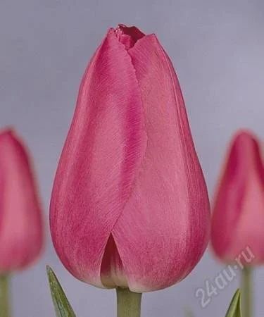 Лот: 2563016. Фото: 1. Тюльпан экстра к 8 Марта!. Разное