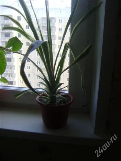 Лот: 810112. Фото: 1. Ананас. Горшечные растения и комнатные цветы