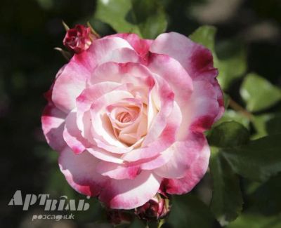 Лот: 7244438. Фото: 1. Саженцы роз.Парковые. Садовые цветы