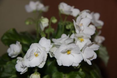 Лот: 17947920. Фото: 1. Фиалка белая. Горшечные растения и комнатные цветы