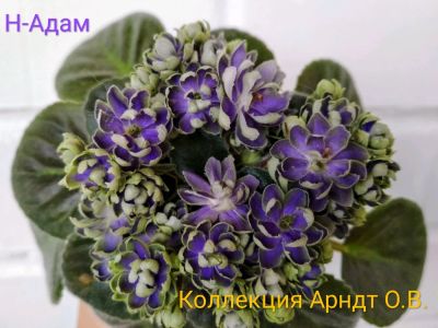 Лот: 11771330. Фото: 1. Фиалка Н-Адам (мини), лист. Горшечные растения и комнатные цветы