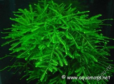 Лот: 1734415. Фото: 1. Анкор мох (Anchor Moss). Водные растения