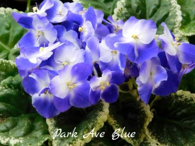 Лот: 5209569. Фото: 1. Фиалка сортовая Park Avenue Blue... Горшечные растения и комнатные цветы