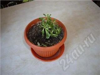 Лот: 256704. Фото: 1. Цветочек. Горшечные растения и комнатные цветы