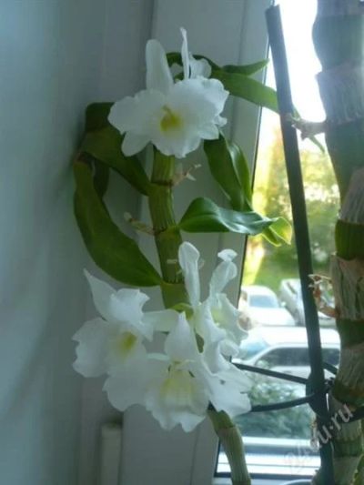 Лот: 2064406. Фото: 1. орхидея Дендробиум Nobile. Горшечные растения и комнатные цветы