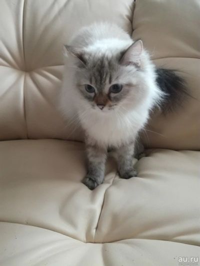 Лот: 13008378. Фото: 1. Отдам кошку. Кошки, котята