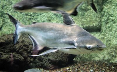 Лот: 16307278. Фото: 1. Пангассиус (Pangasius sutchii... Рыбки