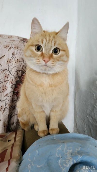 Лот: 12806623. Фото: 1. Кошечка. Кошки, котята