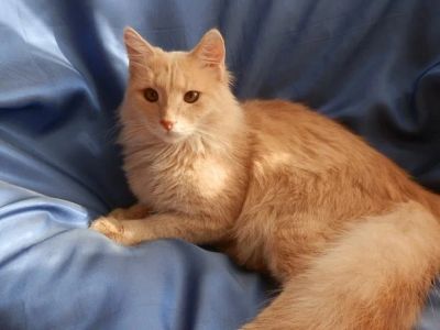Лот: 7244534. Фото: 1. Котик ищет хозяев. Кошки, котята