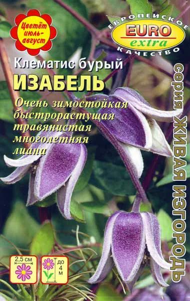 Лот: 5053704. Фото: 1. Клематис Изабель бурый (семена... Другое (семена, рассада, садовые растения)