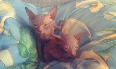 Лот: 7723723. Фото: 1. Донские сфинксы. Очень милые котята. Кошки, котята