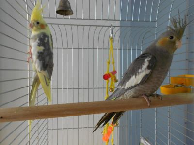 Лот: 1509178. Фото: 1. Милейшие птички - кореллы. Корелла... Птицы