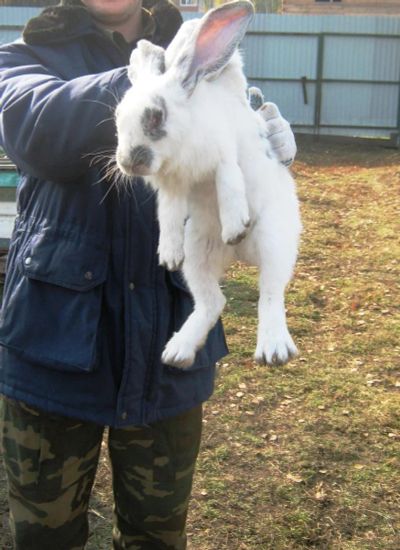 Лот: 8274791. Фото: 1. Кролик породы Бабочка. Остальные животные