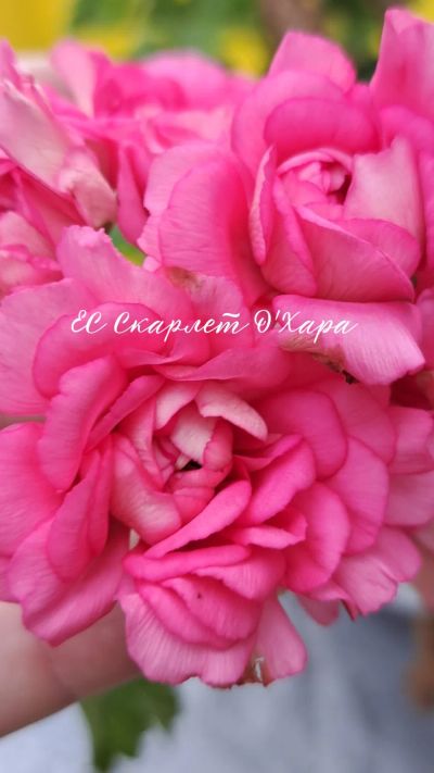 Лот: 23689414. Фото: 1. Пеларгония ЕС Скарлет О'Хара. Горшечные растения и комнатные цветы