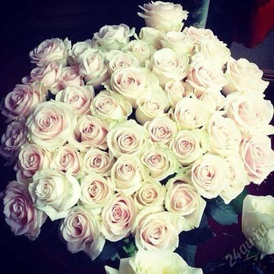 Лот: 6776280. Фото: 1. Букет из 77 роз. Лот 534. Свежие цветы
