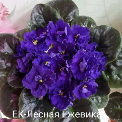 Лот: 11223843. Фото: 1. Фиалка ЕК-Лесная ежевика - детка... Горшечные растения и комнатные цветы
