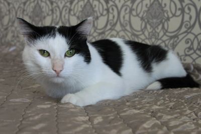 Лот: 4385742. Фото: 1. Добрый котик Спотти. Кошки, котята