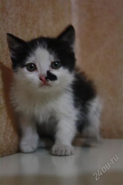 Лот: 1525510. Фото: 1. Котята. Кошки, котята