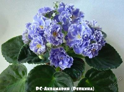 Лот: 5683771. Фото: 1. Фиалка РС-Аквамарин, продам листик... Горшечные растения и комнатные цветы