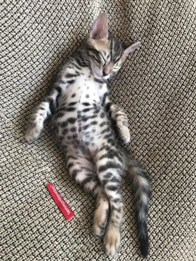 Лот: 15859598. Фото: 1. Котята бенгалы. Кошки, котята