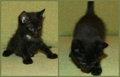 Лот: 3975947. Фото: 1. Котята черные (1,5 месяца). Кошки, котята