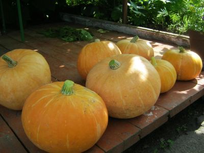 Лот: 3056558. Фото: 1. тыква. Овощи, фрукты, зелень