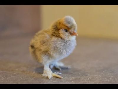 Лот: 9447744. Фото: 1. Комбикорм для цыплят ПК-2,гранулированный. Корма