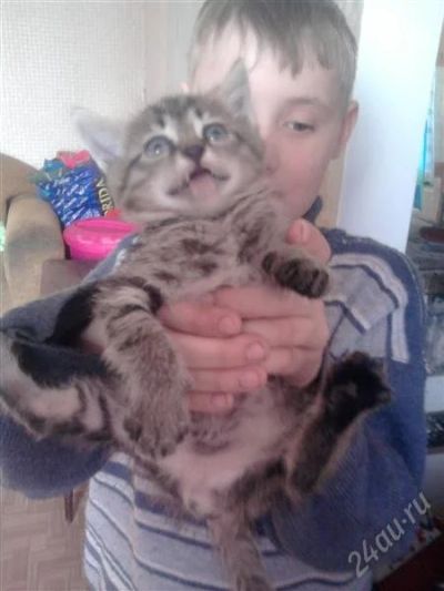 Лот: 872765. Фото: 1. котейка. Остальные животные