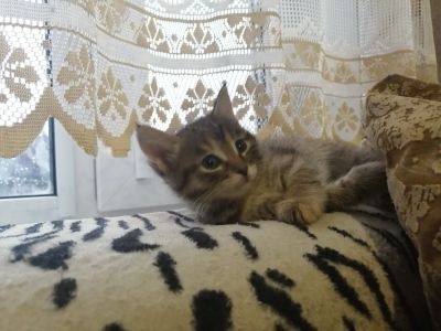 Лот: 16517370. Фото: 1. Кошечка. Кошки, котята