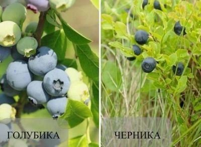 Лот: 7960588. Фото: 1. Голубика/черника таежная с доставкой... Ягоды, орехи