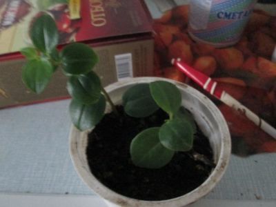 Лот: 9508383. Фото: 1. цветок 2 отростка. Горшечные растения и комнатные цветы