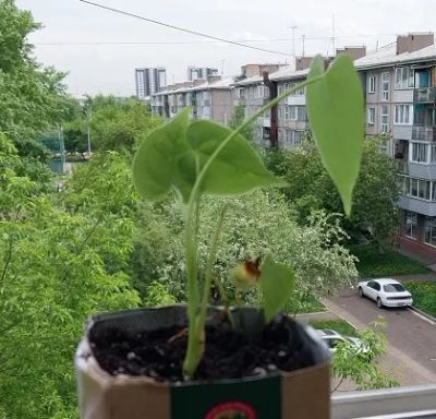 Лот: 25393347. Фото: 1. Антуриум. Горшечные растения и комнатные цветы
