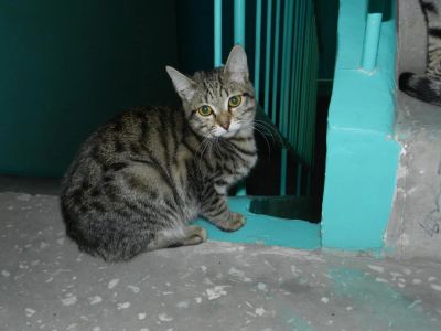 Лот: 4480472. Фото: 1. Ищем передержку или ручки для... Кошки, котята