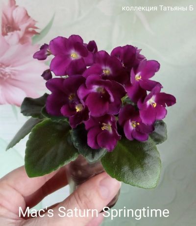 Лот: 17606029. Фото: 1. Фиалка Mak's Saturn Springtime... Горшечные растения и комнатные цветы