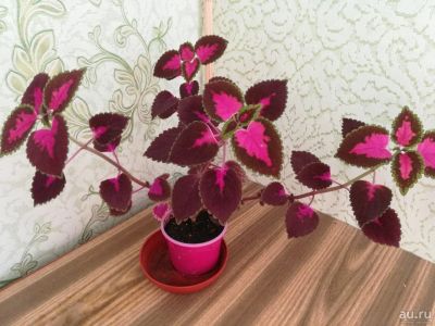 Лот: 13650429. Фото: 1. колеус. Горшечные растения и комнатные цветы