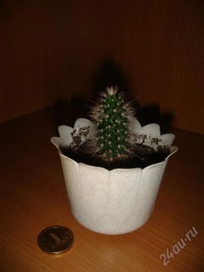 Лот: 808180. Фото: 1. Кактусик. Горшечные растения и комнатные цветы