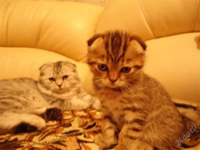 Лот: 2602865. Фото: 1. шотландские котятки:)Уже последний... Корма