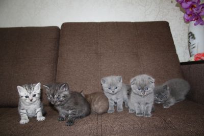 Лот: 11621588. Фото: 1. котята шотландские. Кошки, котята